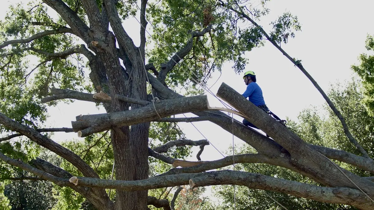 Professional Crown Thinning performed by certified arborists in Edmund