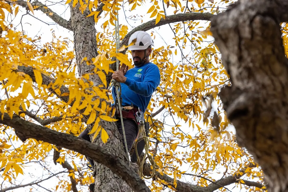Skilled Storm Damage Cleanup crew working in Edmund