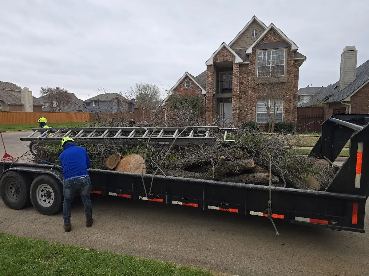 Expert Tree Removal with proper safety equipment in Edmund